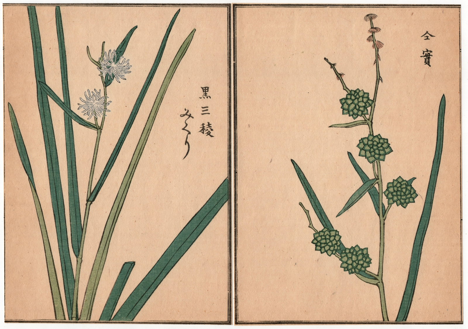 Woodblock Print by Kono Bairei : One Hundred Kinds Flowers and Plants: Artist: Kono Bairei. Title: "One Hundred Kinds Flowers and Plants" Circa, Meiji (1868-1912). Medium: Woodblock. Size: Each Sheet (7.1/4x5.1/4in) total (7.1/4x10.1/2in). Place of Origin: Japan. Publish