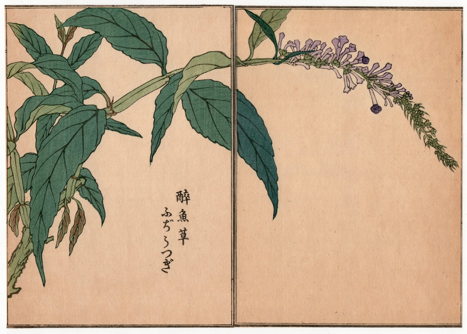 Diptych Woodblock Print by Kono Bairei : One Hundred Kinds Flowers and Plants: Artist: Kono Bairei. Title: "One Hundred Kinds Flowers and Plants" Circa, Meiji (1868-1912). Medium: Woodblock. Size: Each Sheet (7.1/4x5.1/4in) total (7.1/4x10.1/2in). Place of Origin: Japan. Publish