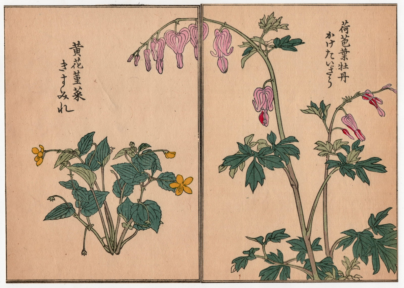 Diptych Woodblock Print by Kono Bairei : One Hundred Kinds Flowers and Plants: Artist: Kono Bairei. Title: "One Hundred Kinds Flowers and Plants" Circa, Meiji (1868-1912). Medium: Woodblock. Size: Each Sheet (7.1/4x5.1/4in) total (7.1/4x10.1/2in). Place of Origin: Japan. Publish