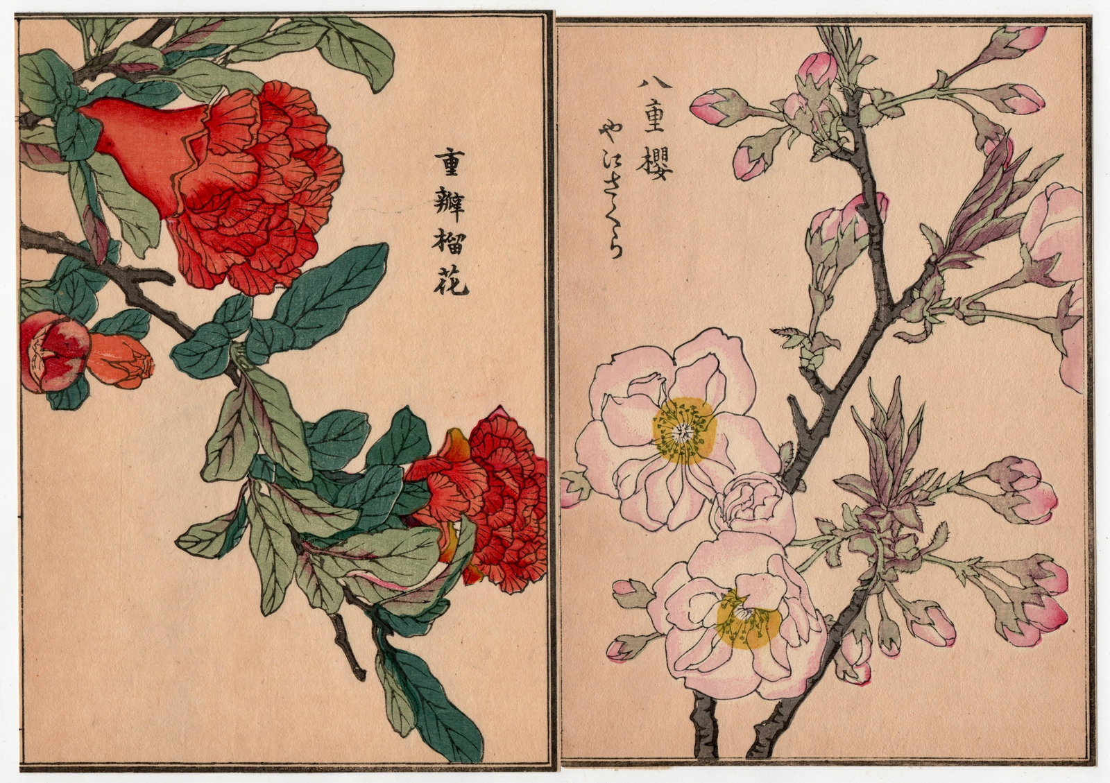 Woodblock Print by Kono Bairei : One Hundred Kinds Flowers and Plants: Artist: Kono Bairei. Title: "One Hundred Kinds Flowers and Plants" Circa, Meiji (1868-1912). Medium: Woodblock. Size: Each Sheet (7.1/4x5.1/4in) total (7.1/4x10.1/2in). Place of Origin: Japan. Publish