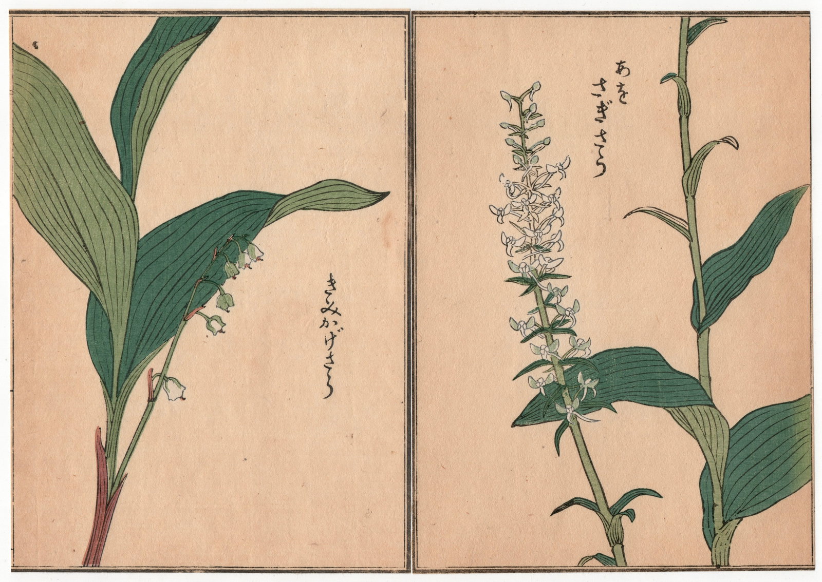 Woodblock Print by Kono Bairei : One Hundred Kinds Flowers and Plants: Artist: Kono Bairei. Title: "One Hundred Kinds Flowers and Plants" Circa, Meiji (1868-1912). Medium: Woodblock. Size: Each Sheet (7.1/4x5.1/4in) total (7.1/4x10.1/2in). Place of Origin: Japan. Publish
