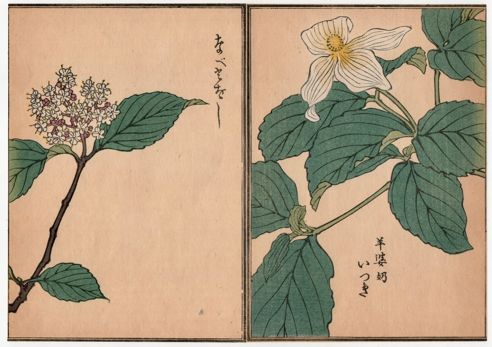 Woodblock Print by Kono Bairei : One Hundred Kinds Flowers and Plants: Artist: Kono Bairei. Title: "One Hundred Kinds Flowers and Plants" Circa, Meiji (1868-1912). Medium: Woodblock. Size: Each Sheet (7.1/4x5.1/4in) total (7.1/4x10.1/2in). Place of Origin: Japan. Publish