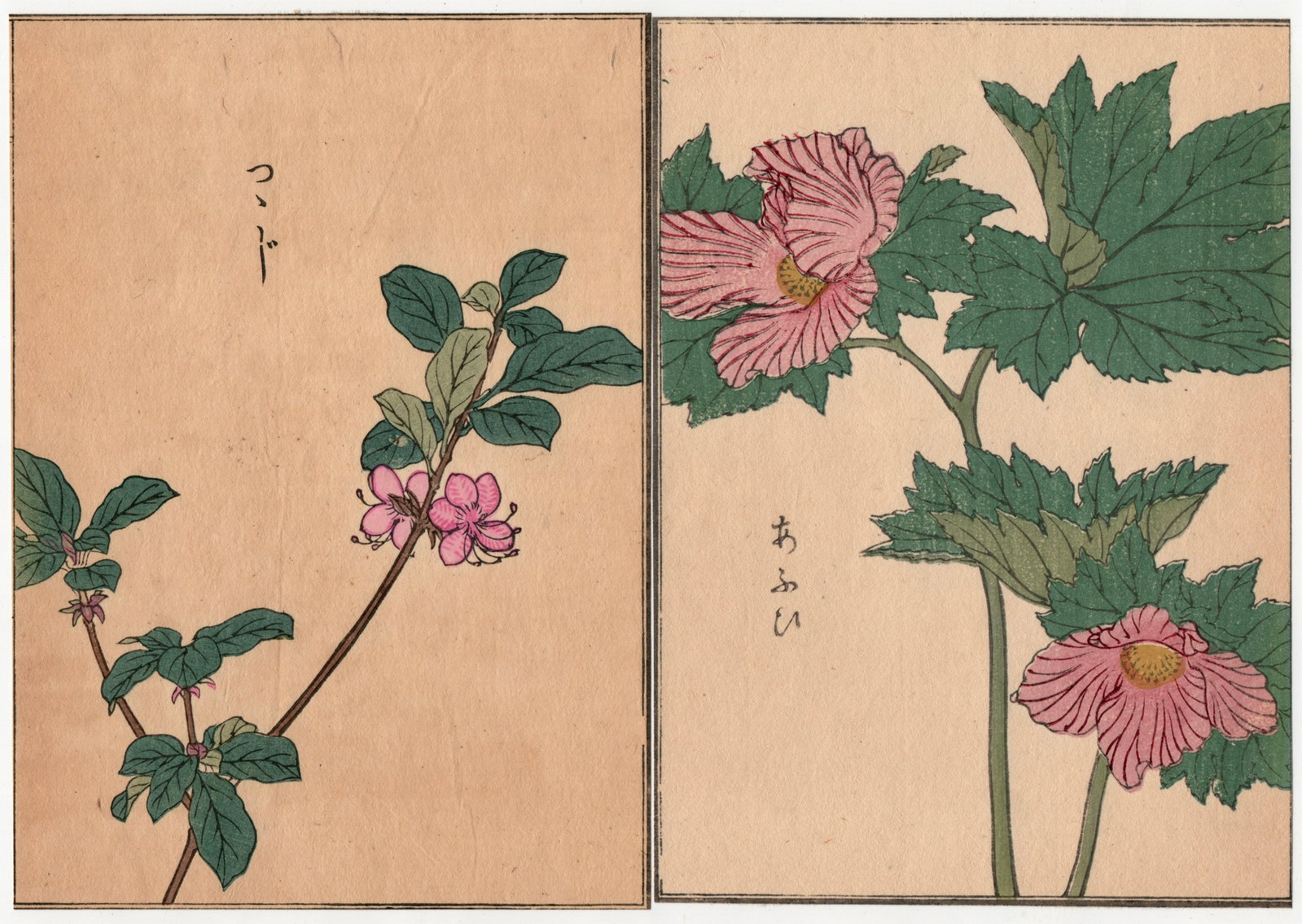 Woodblock Print by Kono Bairei : One Hundred Kinds Flowers and Plants: Artist: Kono Bairei. Title: "One Hundred Kinds Flowers and Plants" Circa, Meiji (1868-1912). Medium: Woodblock. Size: Each Sheet (7.1/4x5.1/4in) total (7.1/4x10.1/2in). Place of Origin: Japan. Publish