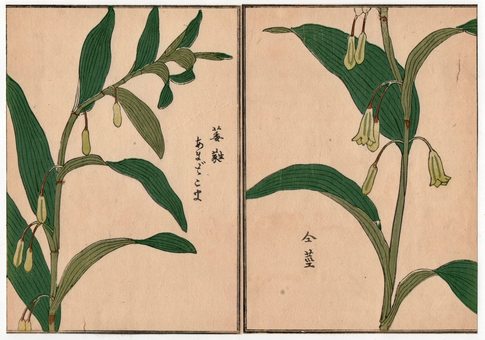 Woodblock Print by Kono Bairei : One Hundred Kinds Flowers and Plants: Artist: Kono Bairei. Title: "One Hundred Kinds Flowers and Plants" Circa, Meiji (1868-1912). Medium: Woodblock. Size: Each Sheet (7.1/4x5.1/4in) total (7.1/4x10.1/2in). Place of Origin: Japan. Publish