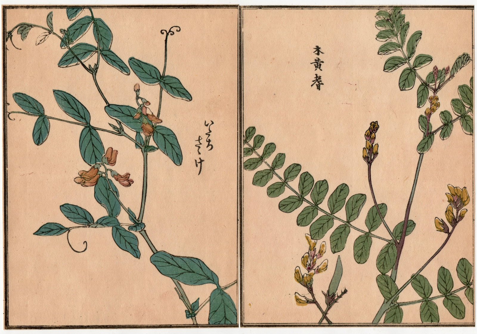Woodblock Print by Kono Bairei : One Hundred Kinds Flowers and Plants: Artist: Kono Bairei. Title: "One Hundred Kinds Flowers and Plants" Circa, Meiji (1868-1912). Medium: Woodblock. Size: Each Sheet (7.1/4x5.1/4in) total (7.1/4x10.1/2in). Place of Origin: Japan. Publish