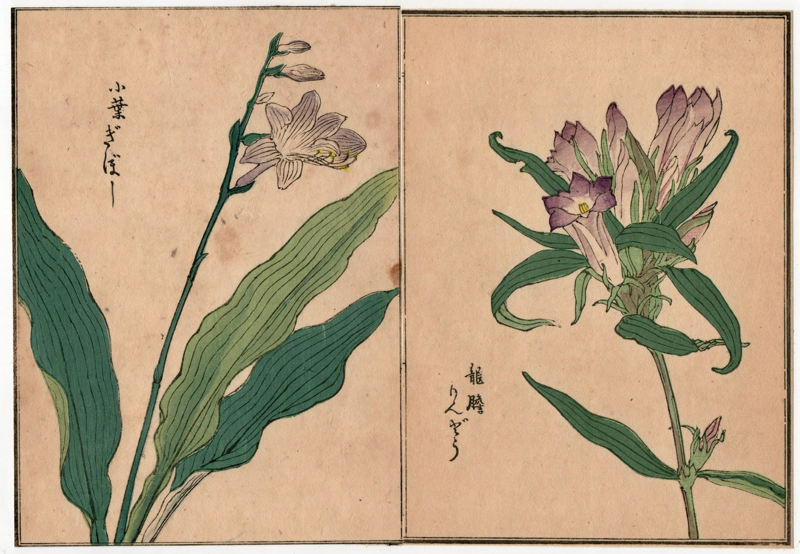 Woodblock Print by Kono Bairei : One Hundred Kinds Flowers and Plants: Artist: Kono Bairei. Title: "One Hundred Kinds Flowers and Plants" Circa, Meiji (1868-1912). Medium: Woodblock. Size: Each Sheet (7.1/4x5.1/4in) total (7.1/4x10.1/2in). Place of Origin: Japan. Publish