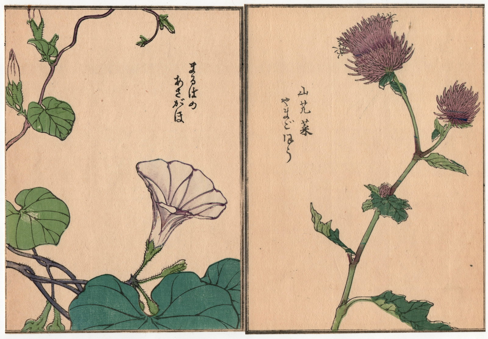 Woodblock Print by Kono Bairei : One Hundred Kinds Flowers and Plants: Artist: Kono Bairei. Title: "One Hundred Kinds Flowers and Plants" Circa, Meiji (1868-1912). Medium: Woodblock. Size: Each Sheet (7.1/4x5.1/4in) total (7.1/4x10.1/2in). Place of Origin: Japan. Publish