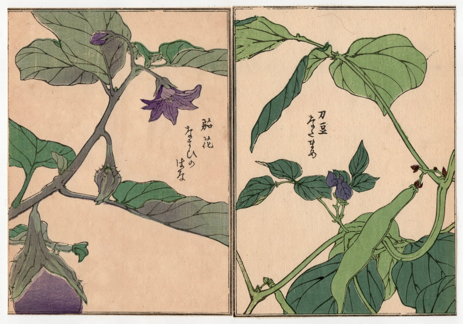 Woodblock Print by Kono Bairei : One Hundred Kinds Flowers and Plants: Artist: Kono Bairei. Title: "One Hundred Kinds Flowers and Plants" Circa, Meiji (1868-1912). Medium: Woodblock. Size: Each Sheet (7.1/4x5.1/4in) total (7.1/4x10.1/2in). Place of Origin: Japan. Publish
