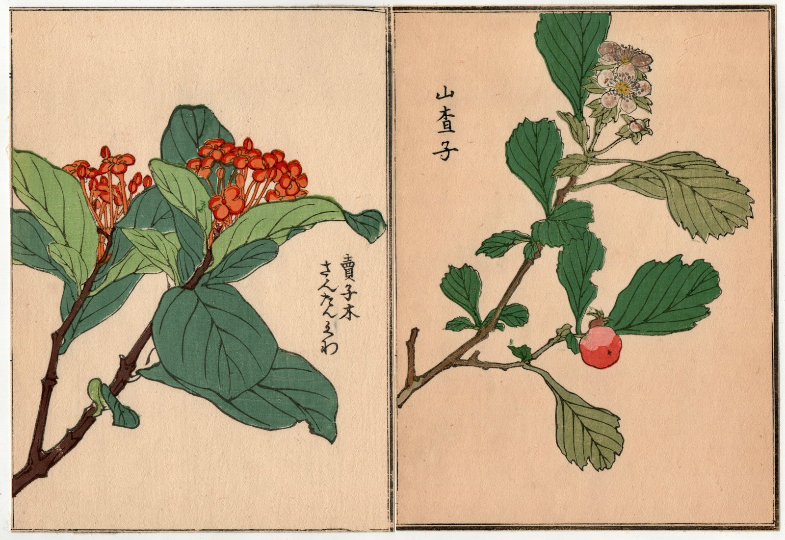 Woodblock Print by Kono Bairei : One Hundred Kinds Flowers and Plants: Artist: Kono Bairei. Title: "One Hundred Kinds Flowers and Plants" Circa, Meiji (1868-1912). Medium: Woodblock. Size: Each Sheet (7.1/4x5.1/4in) total (7.1/4x10.1/2in). Place of Origin: Japan. Publish