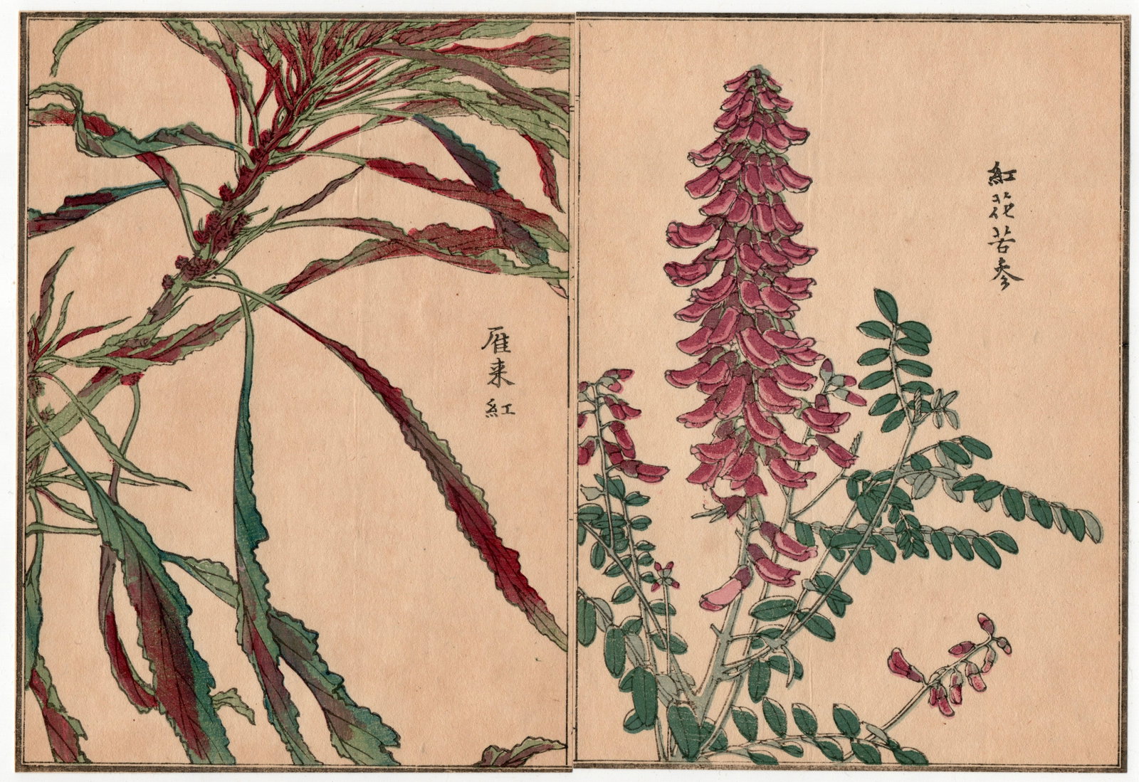 Woodblock Print by Kono Bairei : One Hundred Kinds Flowers and Plants: Artist: Kono Bairei. Title: "One Hundred Kinds Flowers and Plants" Circa, Meiji (1868-1912). Medium: Woodblock. Size: Each Sheet (7.1/4x5.1/4in) total (7.1/4x10.1/2in). Place of Origin: Japan. Publish