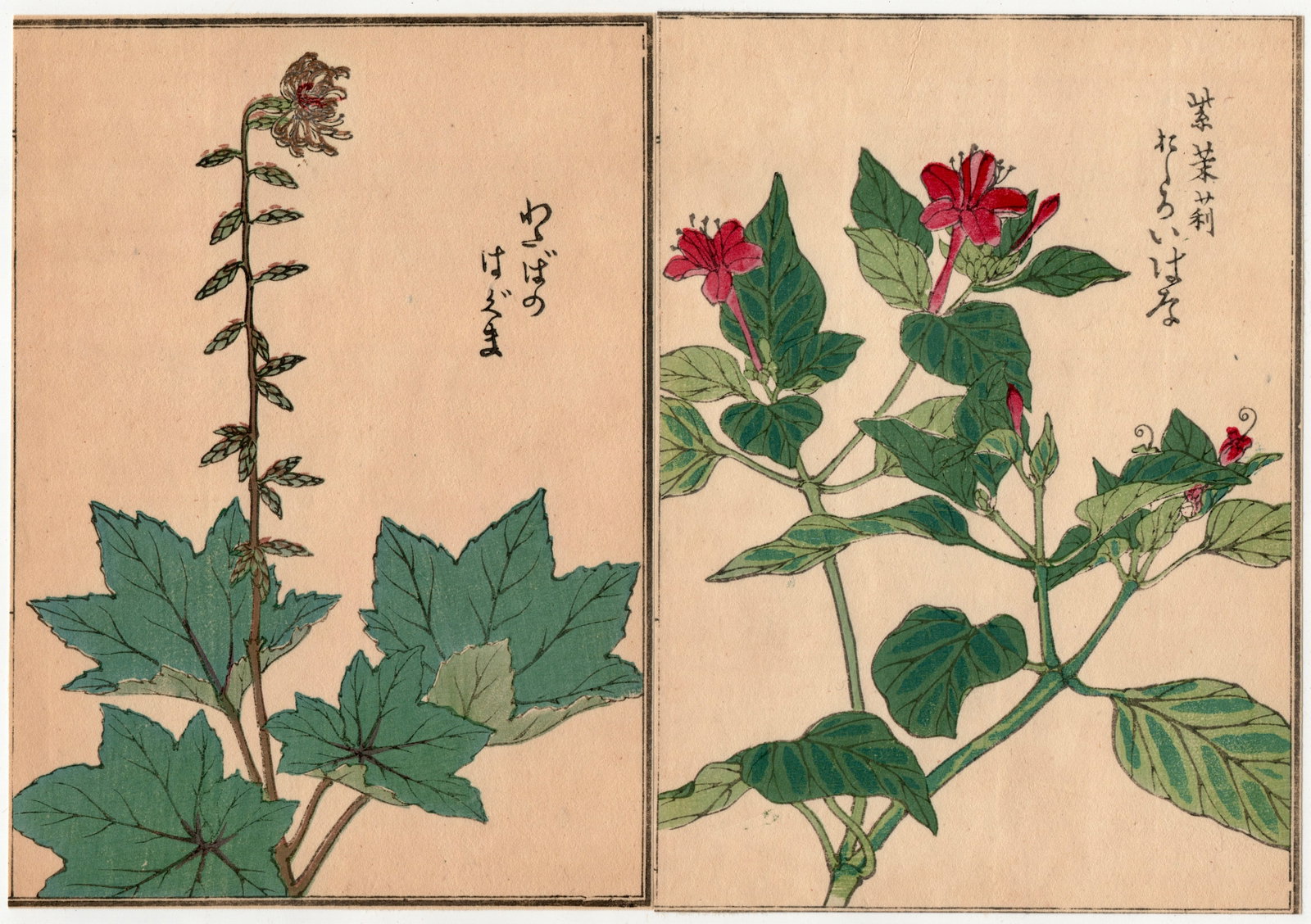Woodblock Print by Kono Bairei : One Hundred Kinds Flowers and Plants: Artist: Kono Bairei. Title: "One Hundred Kinds Flowers and Plants" Circa, Meiji (1868-1912). Medium: Woodblock. Size: Each Sheet (7.1/4x5.1/4in) total (7.1/4x10.1/2in). Place of Origin: Japan. Publish