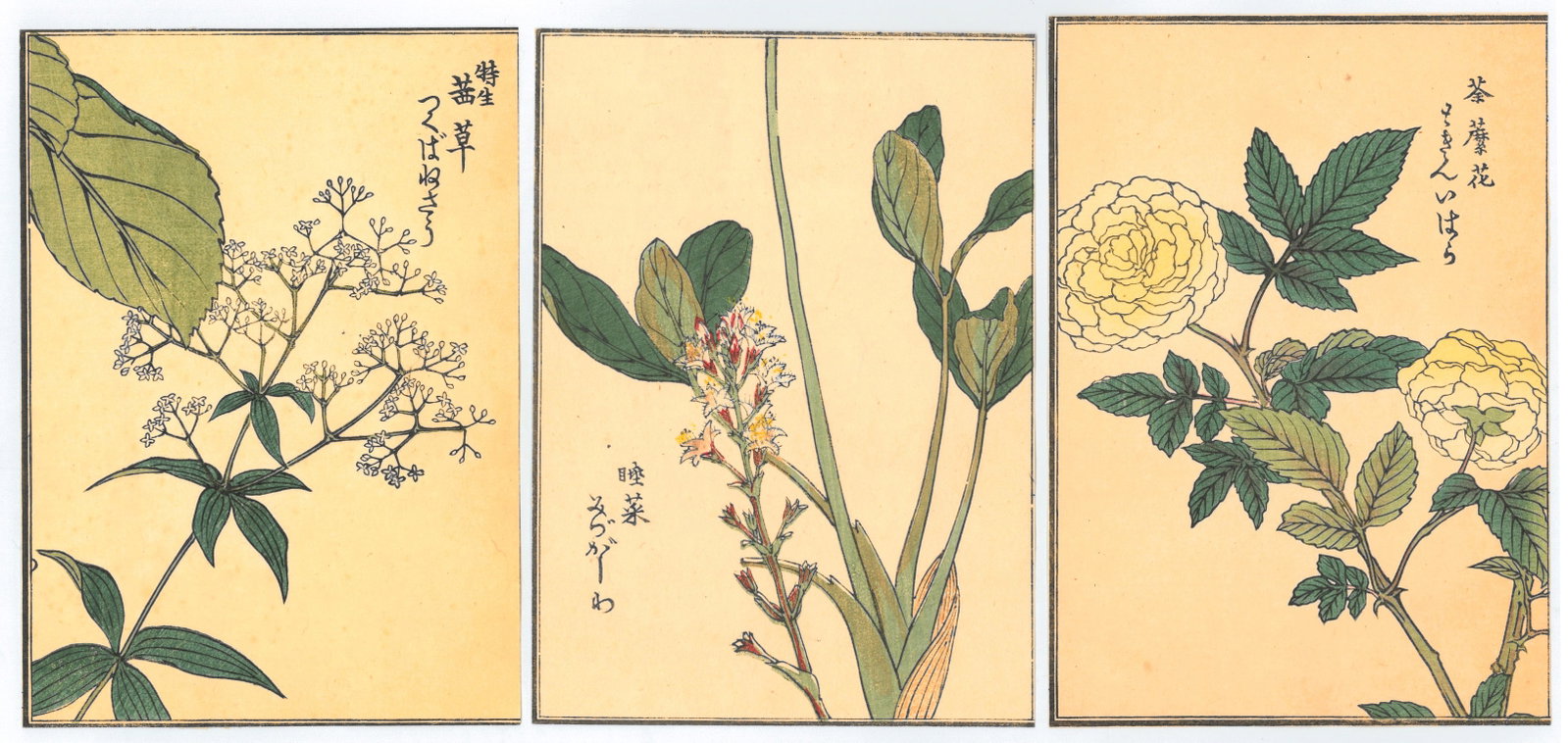 Kono Bairei : One Hundred Kinds Flowers and Plants: Artist: Kono Bairei (1844-1895). Title: "One Hundred Kinds Flowers and Plants" Circa, Meiji Period 1868-1912. Medium: Woodblock. Size: Each Sheet (7.1/4x5.1/4in). Place of Origin: Japan. Publisher: Ya