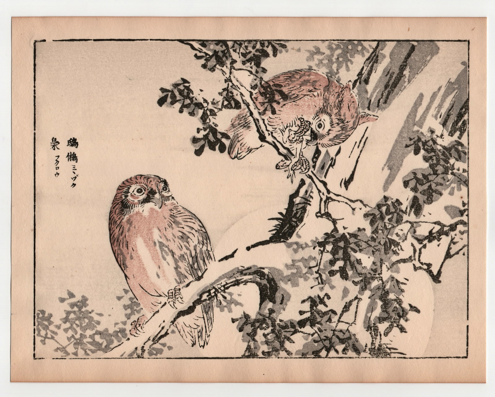 Kono Bairei : Owl (1 of 1)