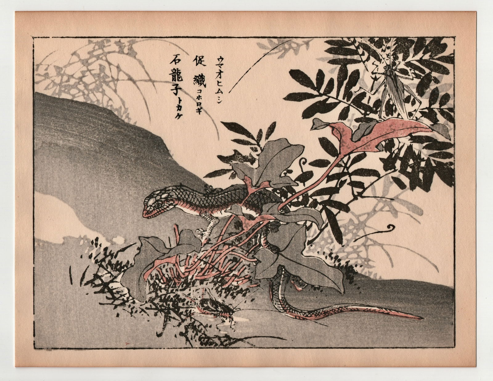 Kono Bairei : Lizard: After, Kono Bairei. Title: "Lizard" Medium: Woodblock. Place of Origin: Japan. Date: 1950, Showa period. Size: (9.1/4x7.1/4in). Publisher: Yamada. Paper Type: Mulberry.