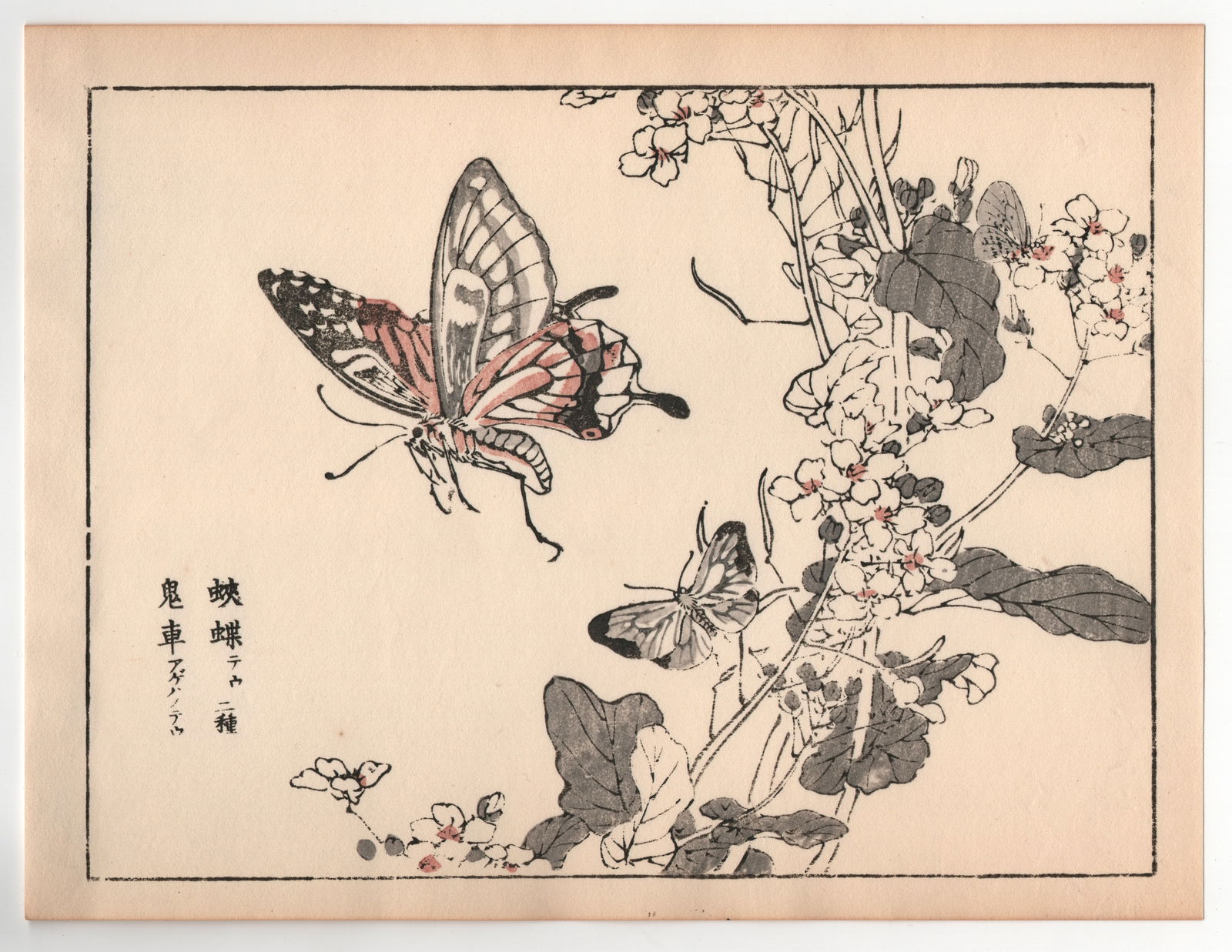 Kono Bairei : Butterfly: After, Kono Bairei. Title: "Butterfly" Medium: Woodblock. Place of Origin: Japan. Date: 1950-1970, Showa period. Size: (9.1/4x7.1/4in). Publisher: Yamada. Paper Type: Mulberry.