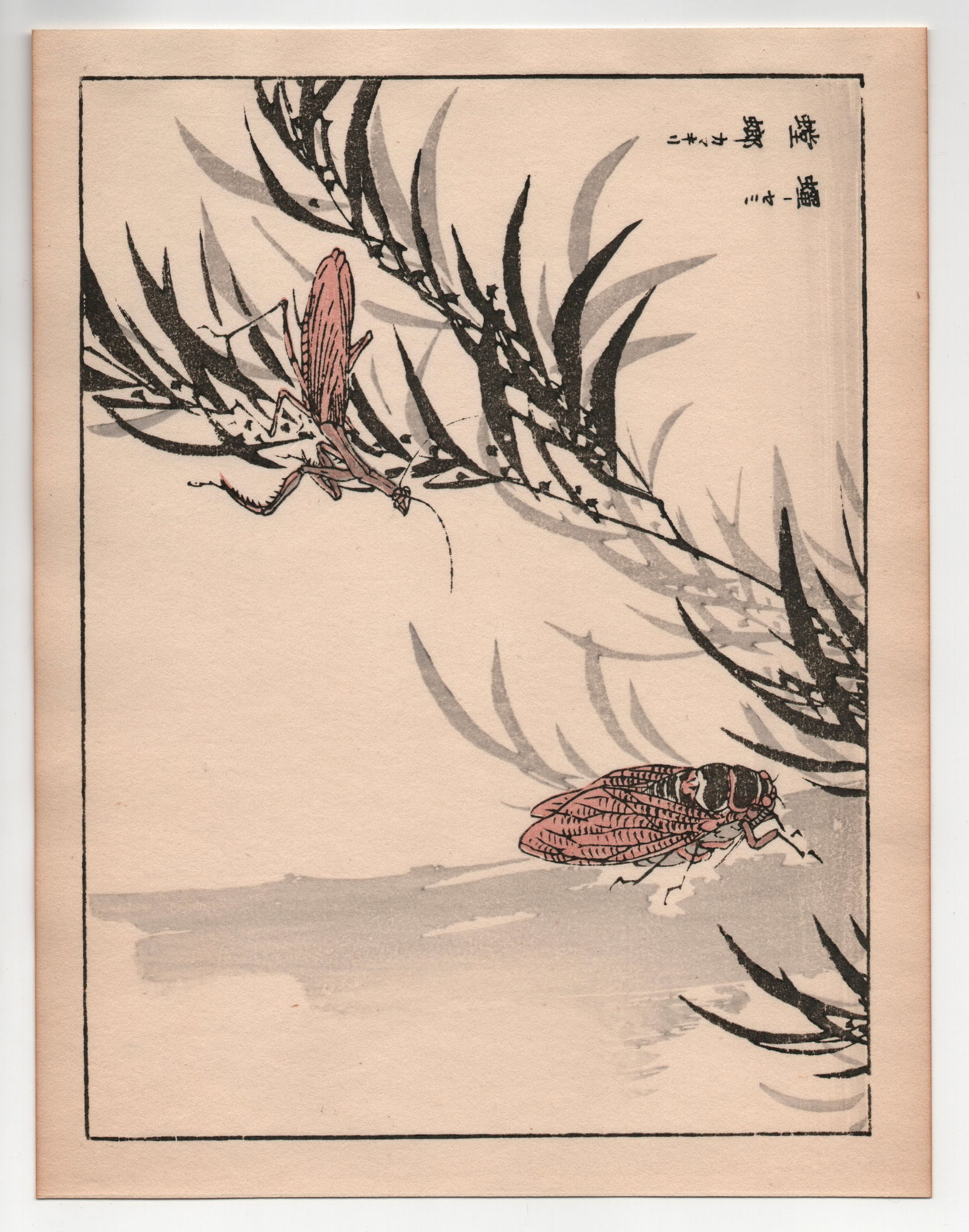 Kono Bairei : Mantis: After, Kono Bairei. Title: "Mantis" Medium: Woodblock. Place of Origin: Japan. Date: 1950-1970, Showa period. Size: (9.1/4x7.1/4in). Publisher: Yamada. Paper Type: Mulberry.