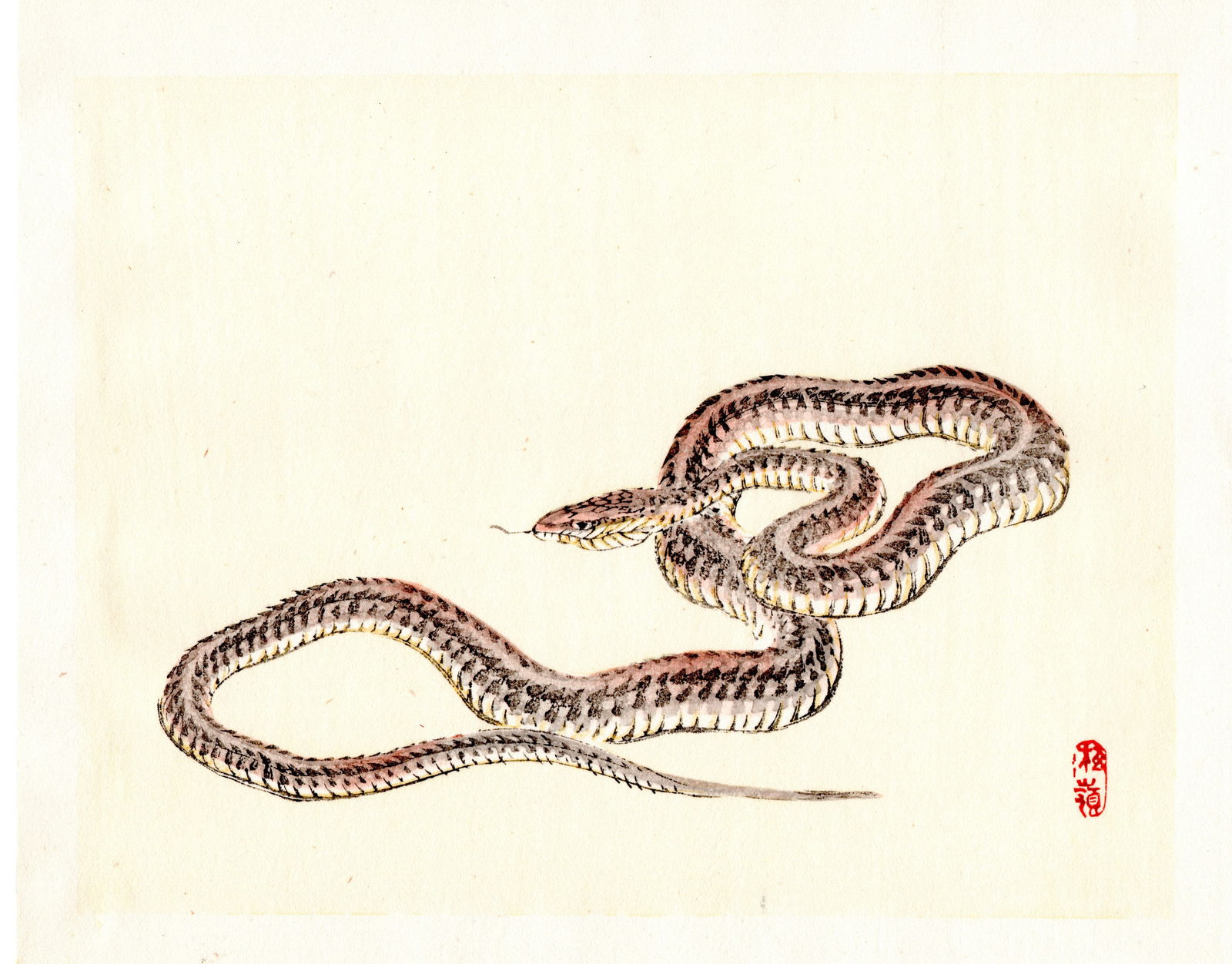 Kono Bairei : Coiled Snake Woodblock (1 of 1)
