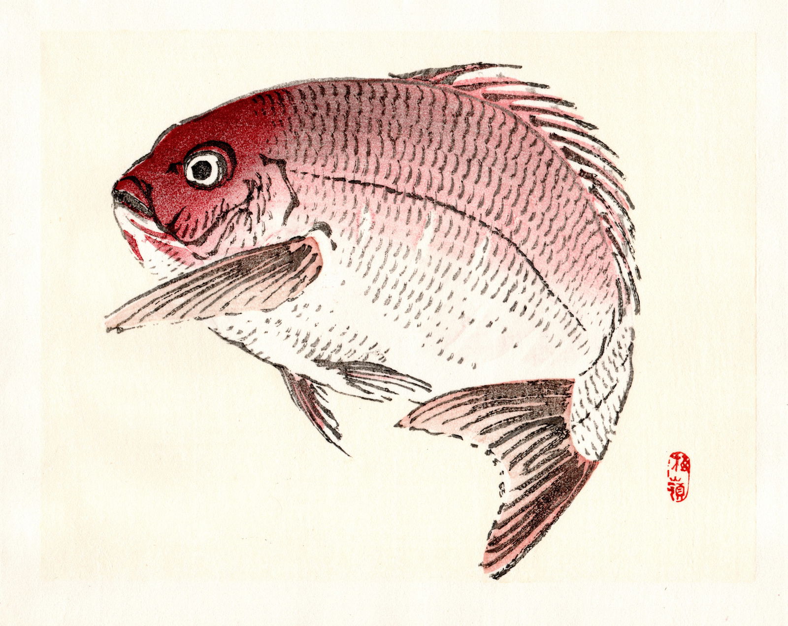 Kono Bairei : Red Fish in Profile Woodblock: Artist: Kono Bairei (1884-1895). Title: "Red Fish in Profile. Format: Horizontal, unframed never mounted book plate illustration from the multi-volume Bairei Gakan series. Medium: Woodblock reprint on