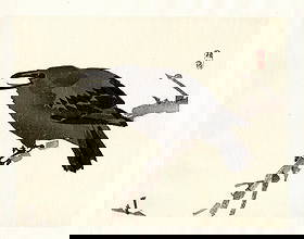 Kono Bairei : Calling Crow on Winter Branch Woodblock: Artist: Kono Bairei (1884-1895). Title: "Calling Crow on Winter Branch. Format: Horizontal, unframed never mounted book plate illustration from the multi-volume Bairei Gakan series. Medium: Woodblock