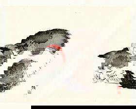 Kono Bairei : Sleeping Cat Woodblock: Artist: Kono Bairei (1884-1895). Title: "Sleeping Cat. Format: Horizontal, unframed never mounted book plate illustration from the multi-volume Bairei Gakan series. Medium: Woodblock reprint on washi