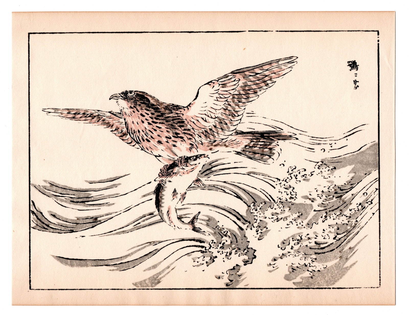 Kono Bairei : The Osprey Woodblock: After, Kono Bairei. Title: "The Osprey" Medium: Woodblock. Place of Origin: Japan. Date: 1950-1970, Showa period. Size: (9.1/4x7.1/4in). Publisher: Yamada. Paper Type: Traditional Handmade Washi. Seri