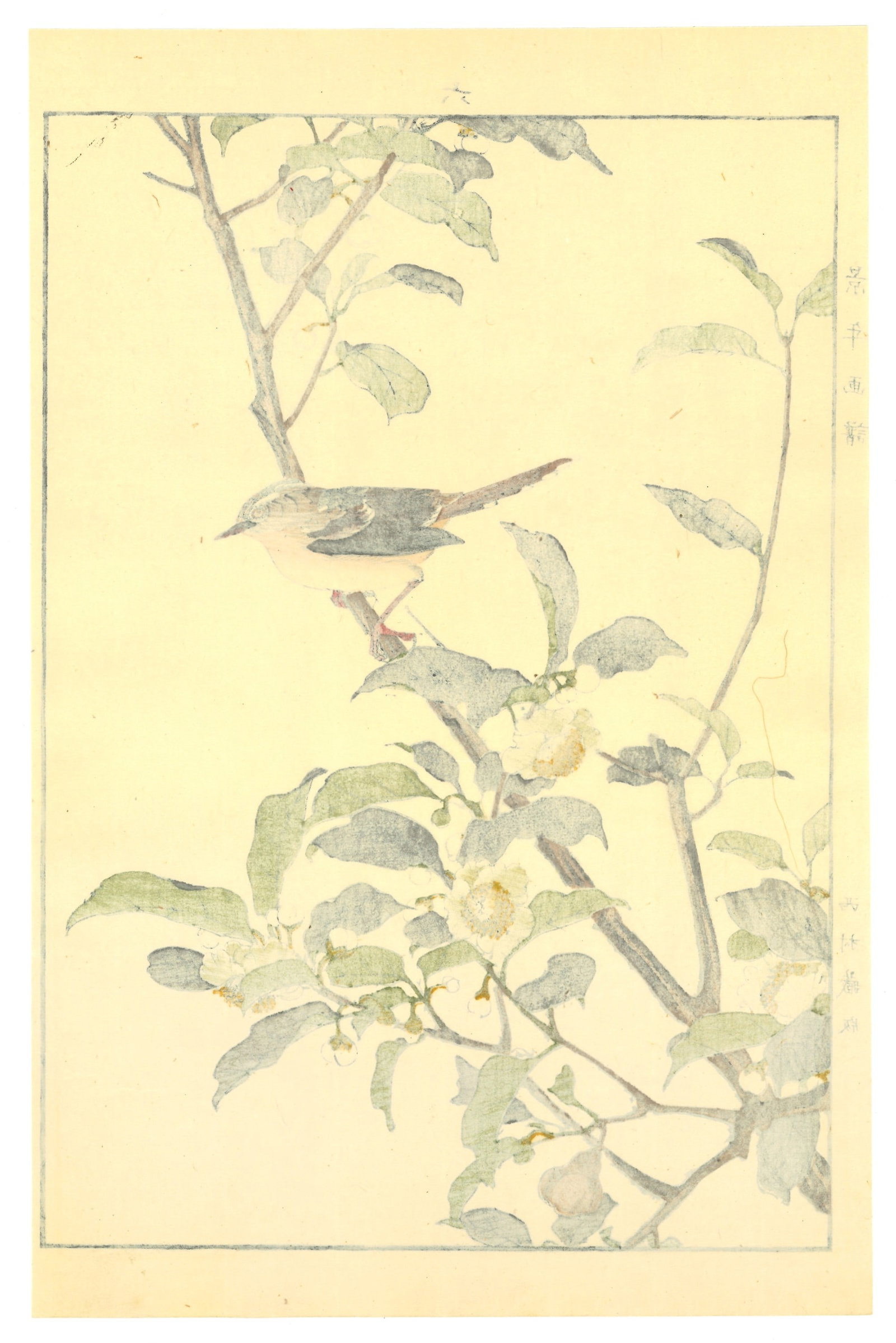 Meiji Woodblock by Keinen Imao : Perching Bird - 2
