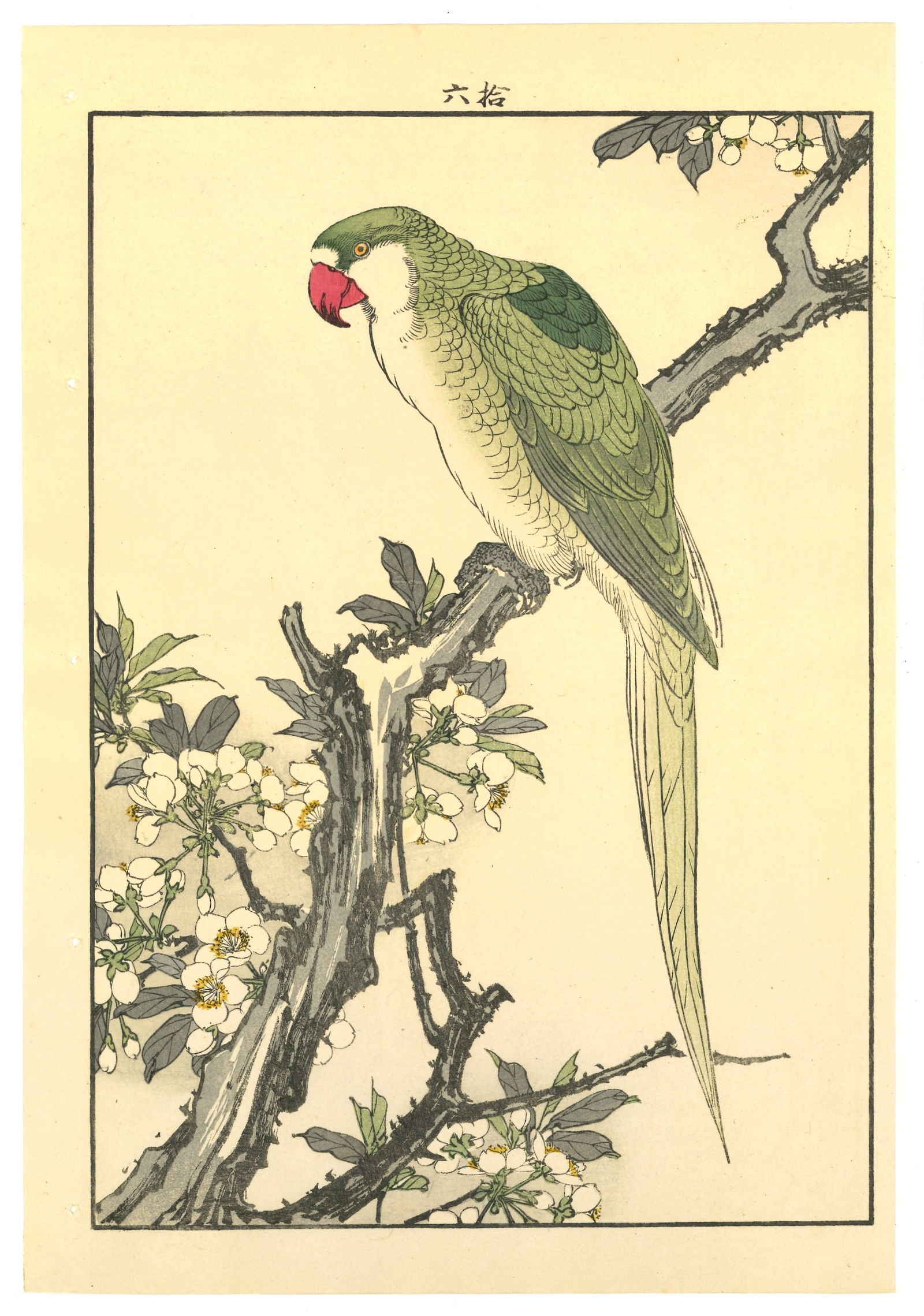 Meiji Woodblock by Imao Keinen : Parakeet on Flowering Branch (1 of 2)