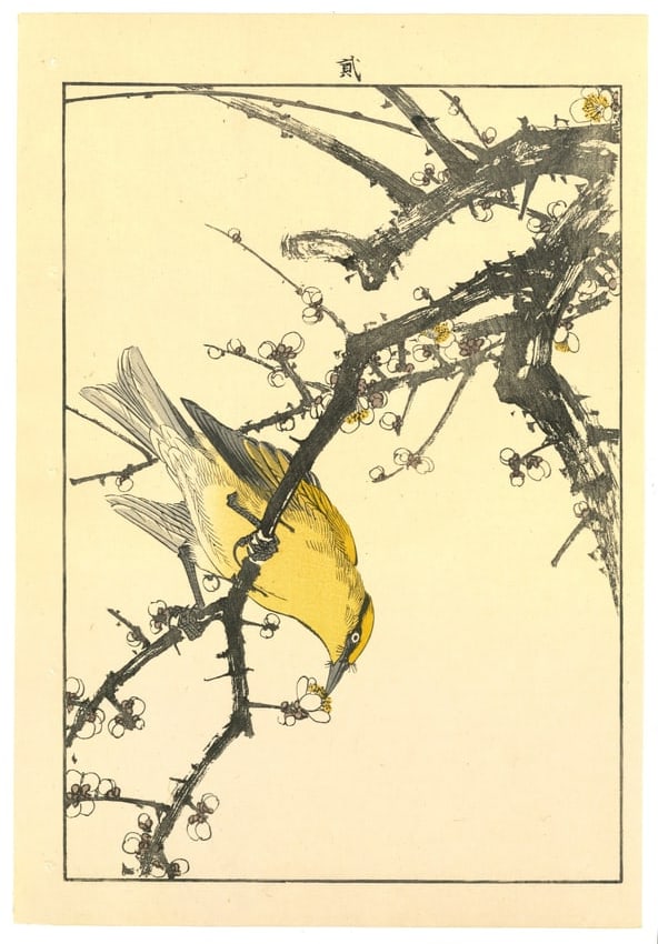 Meiji Woodblock by Imao Keinen : Mejiro on a Blossoming Branch: Artist: Imao Keinen (1845-1924). Title: "Mejiro on a Blossoming Branch" Publisher: Nishimura. Series: Kacho Gafu – Spring Volume 2. Size: (14.1/2x9.1/2). Medium: Woodblock. Paper Type: Washi. Place