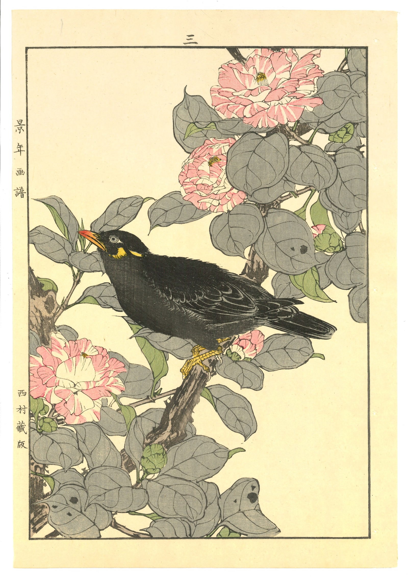 Meiji Woodblock by Imao Keinen : Brown eared Bulbul Among Camellia Blossoms (1 of 2)