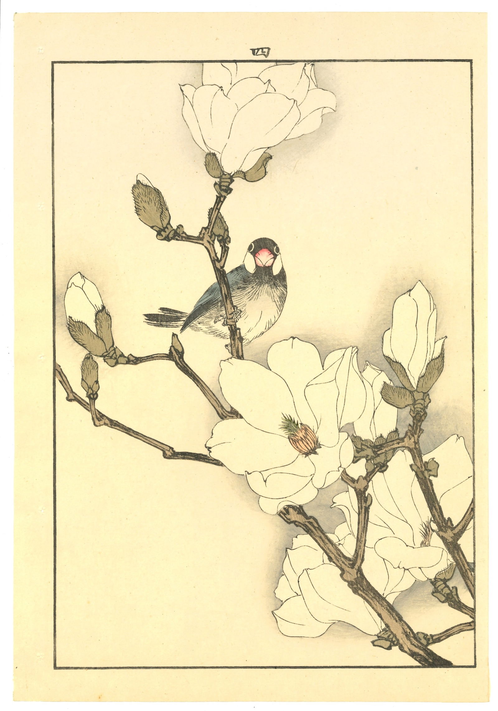 Meiji Woodblock by Imao Keinen : Tit on Magnolia Branch (1 of 2)