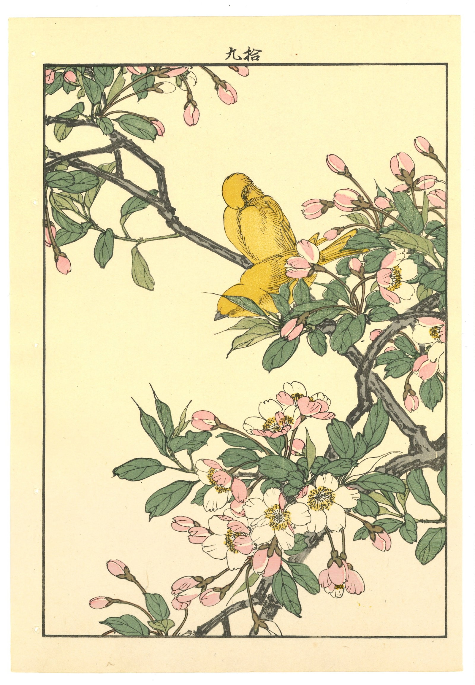 Meiji Woodblock by Imao Keinen : White-Eyes on Flowering Branch (1 of 2)