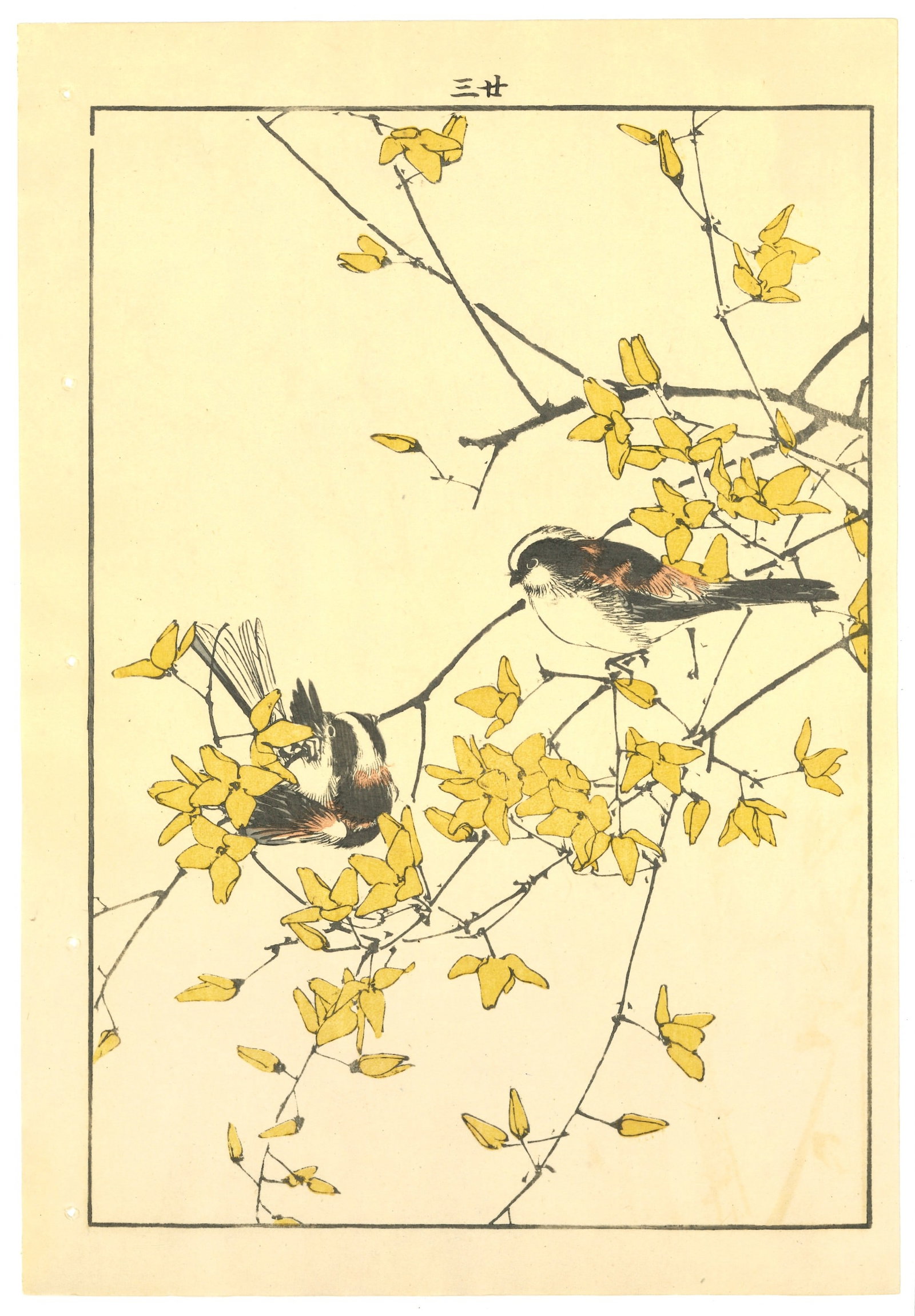 Meiji Woodblock by Imao Keinen : White-Eyes on Flowering Spring Branch (1 of 2)