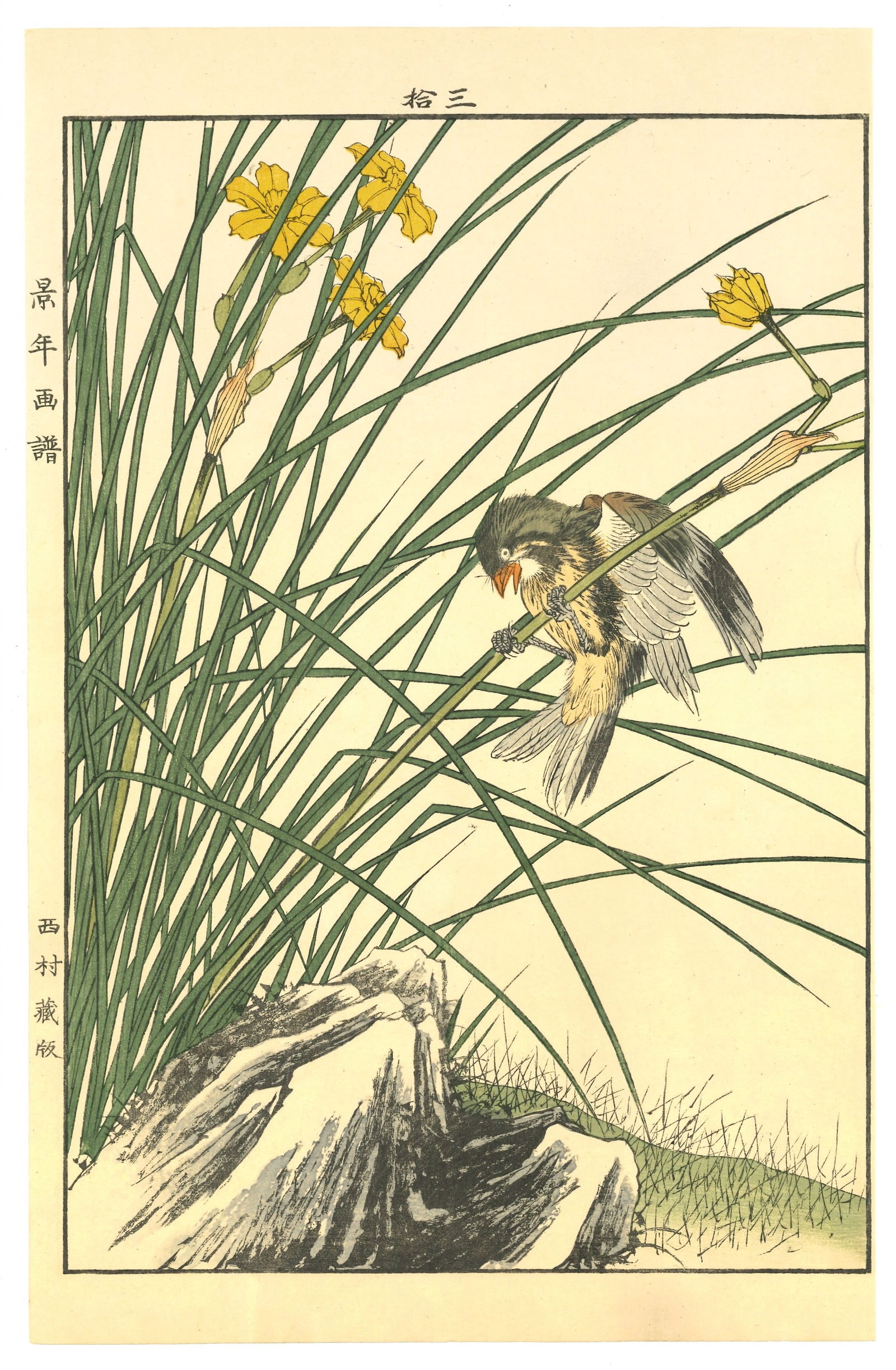Meiji Woodblock by Imao Keinen : Warbler on Narcissus Stem: Artist: Imao Keinen (1845-1924). Title: Warbler on Narcissus Stem. Publisher: Nishimura. Series: Kacho Gafu – Spring Volume 2. Size: (14.1/2x9.1/2). Medium: Woodblock. Paper Type: Washi. Place of Or