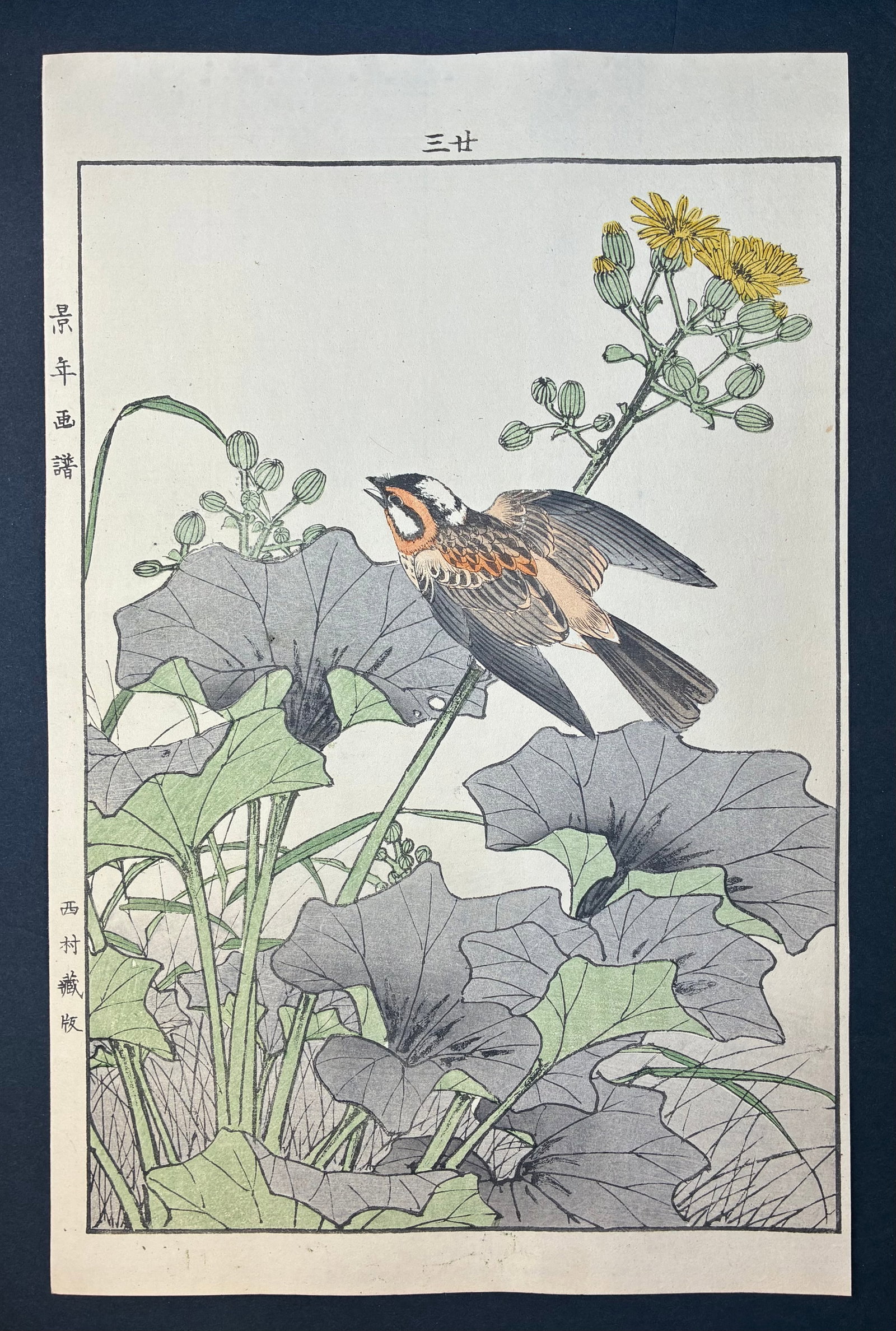 Red throated Pipit on Flowering Stem Woodblock Print by Imao Keinen 1904 Late Meiji Period: Imao Keinen (1845-1924). Title: "Red throated Pipit on Flowering Stem" Publisher: Nishimura. Editor: Tenkai. Series: Kacho Gafu – (Winter- Volume-1). Size: (14.1/2x9.1/2). Medium: Woodblock print. P