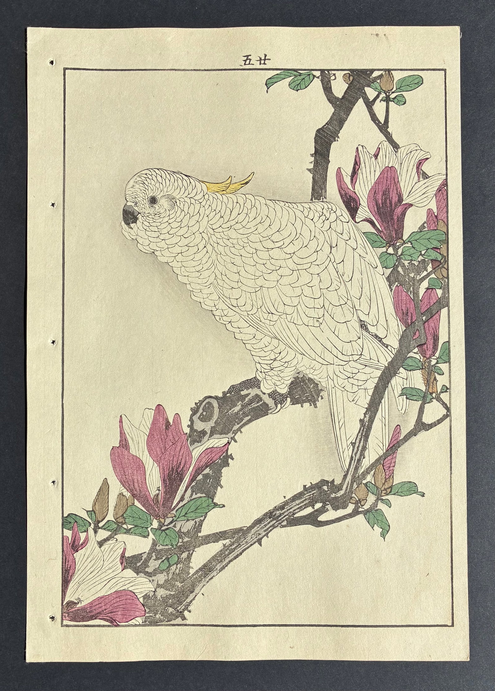Sulphur Crested Cockatoo on Flowering Branch Woodblock Print by Imao Keinen 1904 Late Meiji Period: Imao Keinen (1845-1924). Title: "Sulphur Crested Cockatoo on Flowering Branch" Publisher: Nishimura. Editor: Tenkai. Series: Kacho Gafu – (Spring- Volume-2). Size: (14.1/2x9.1/2). Medium: Woodblock 