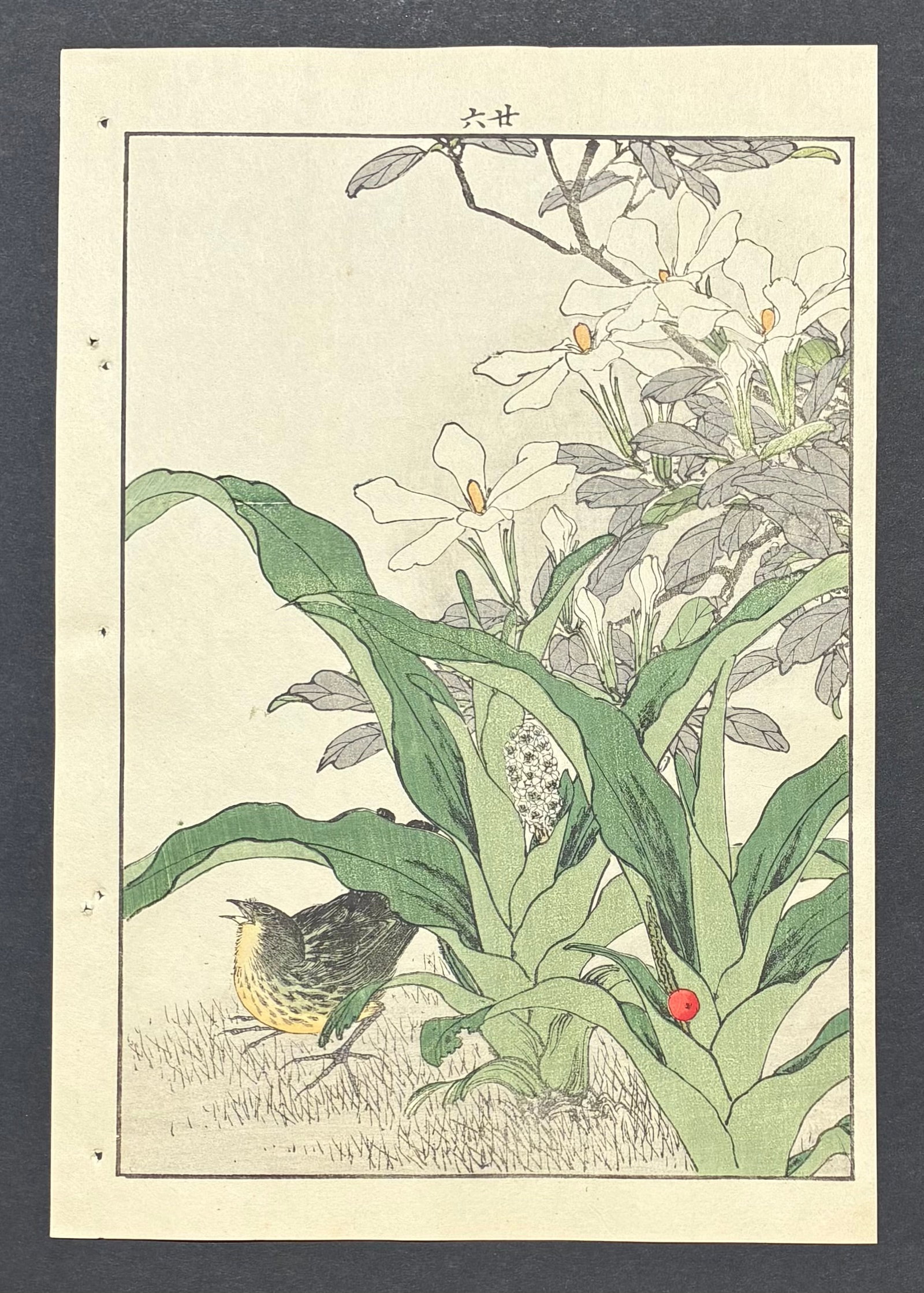 Woodblock Print by Imao Keinen 1904 Meiji Period: Imao Keinen (1845-1924). Title: “Bird with Narcissus Flowers" Publisher: Nishimura. Editor: Tenkai. Series: Kacho Gafu – (Summer-Volume-3). Size: (14.1/2x9.1/2). Medium: Woodblock print. Paper Typ