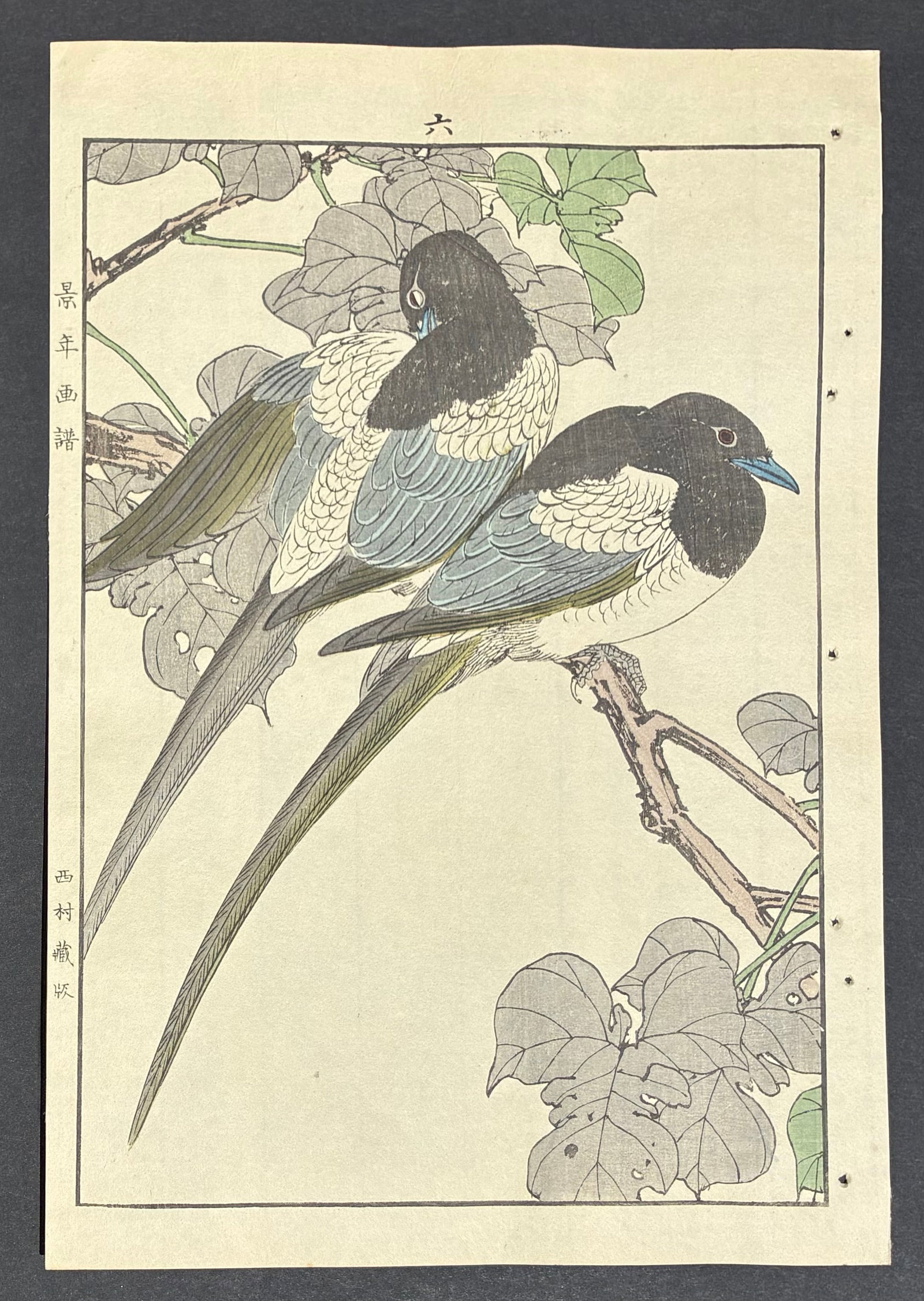 Eurasian Magpie Woodblock Print by Imao Keinen: Imao Keinen (1845-1924). Title: "Eurasian Magpie" Publisher: Nishimura. Editor: Tenkai. Series: Kacho Gafu – (Autumm- Volume-4). Size: (14.1/2x9.1/2). Medium: Woodblock print. Paper Type: Washi. Pla