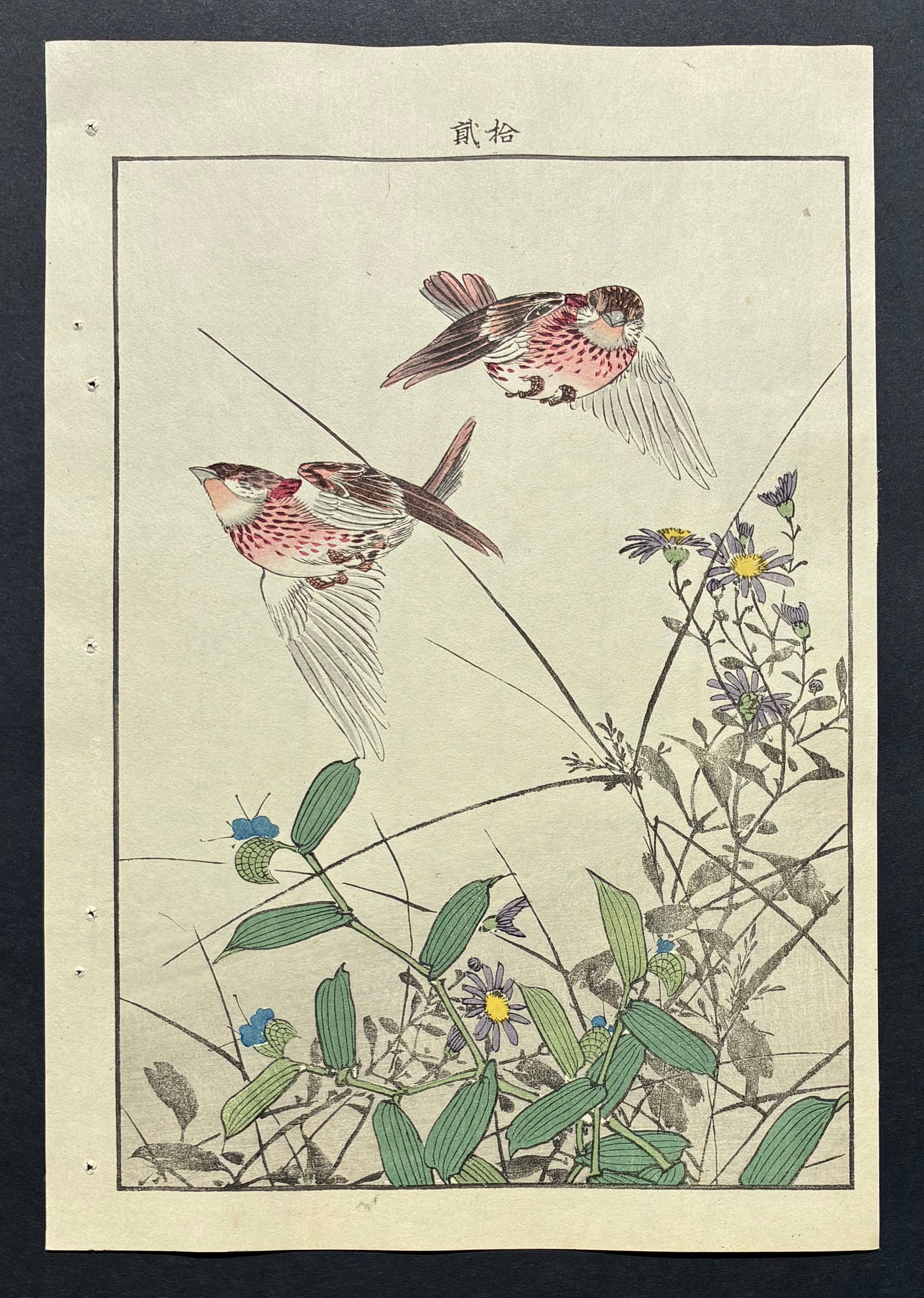 Imao keinen: Imao Keinen (1845-1924). Title: "Brown Eared Bulbul on Flowering Branch" Publisher: Nishimura. Editor: Tenkai. Series: Kacho Gafu – (Spring- Volume-2). Size: (14.1/2x9.1/2). Medium: Woodblock print.