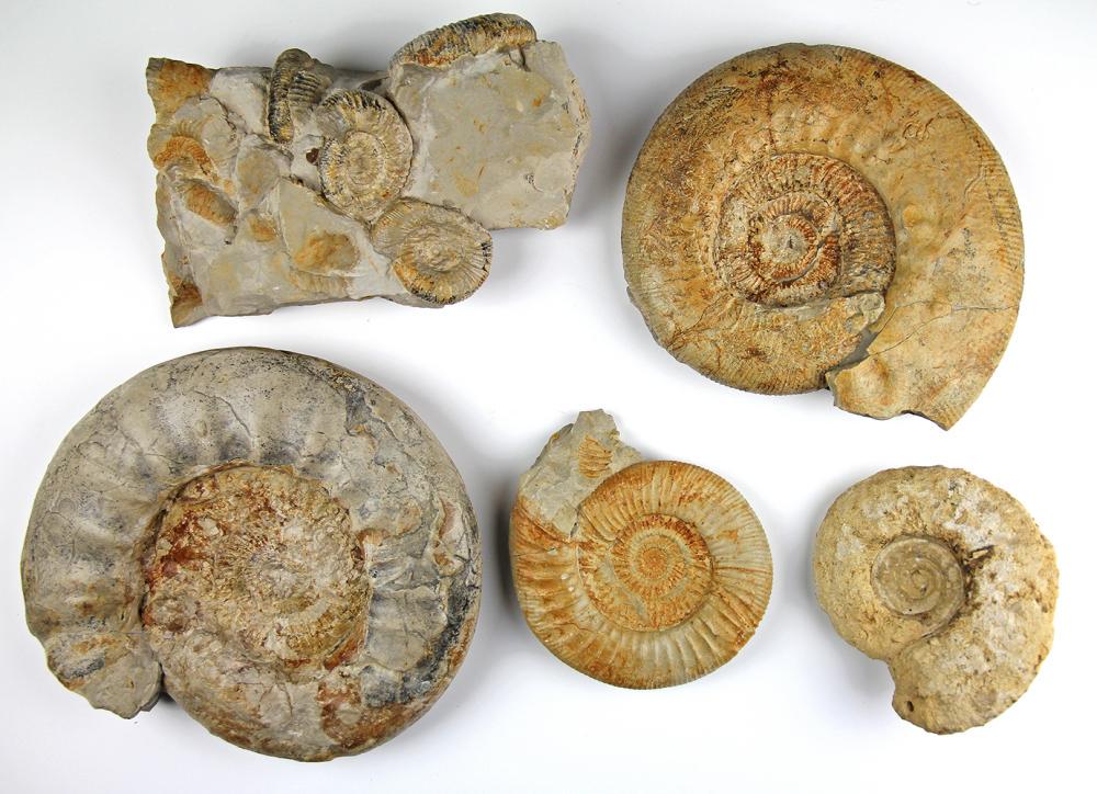 Fossilien Konvolut Von 5 Fossilen Ammoniten Oct 26 2019 Nosbuesch Stucke Gmbh In Germany