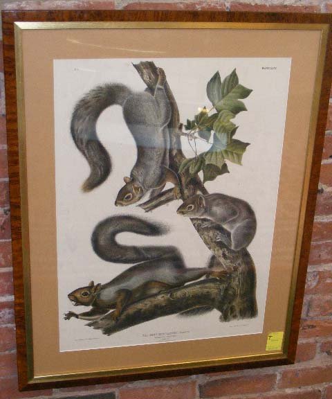 J.J. Audubon large folio print of migratory squirr