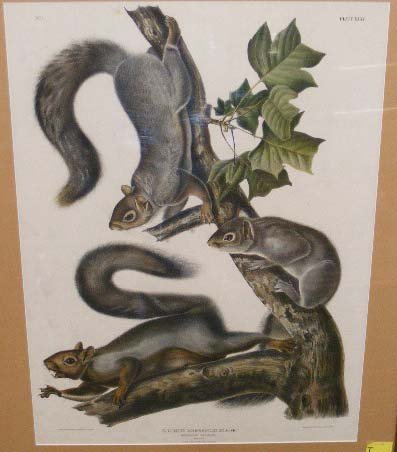 J.J. Audubon large folio print of migratory squirr - 2