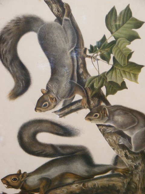 J.J. Audubon large folio print of migratory squirr - 3