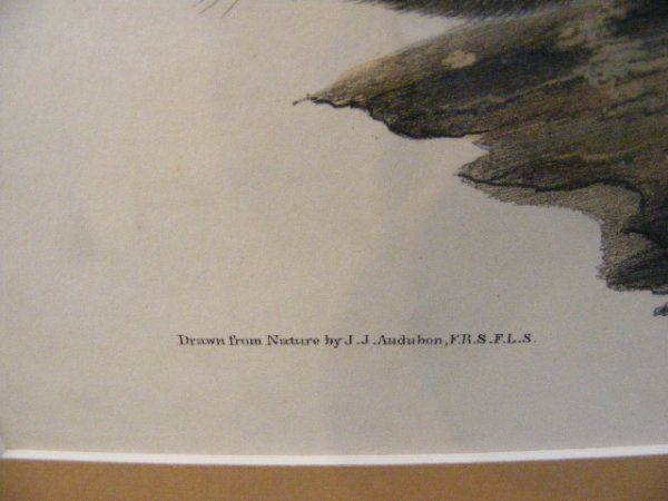 J.J. Audubon large folio print of migratory squirr - 4