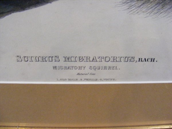 J.J. Audubon large folio print of migratory squirr - 5