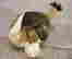 item-11908550=4