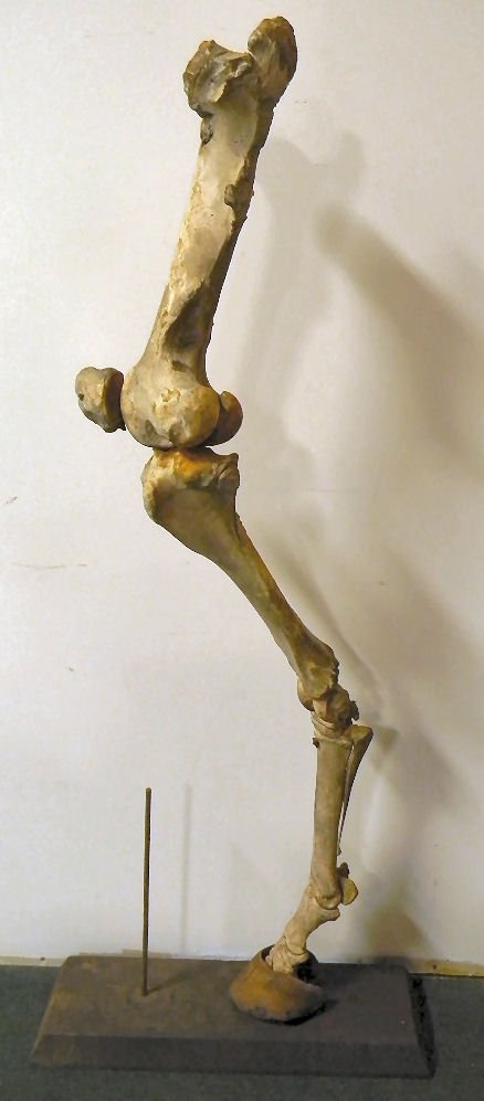 Antique horse leg bone display: Antique horse leg bone display, probably for instructional use, bone is mounted on metal rod inserted into wood block, measures 55" high