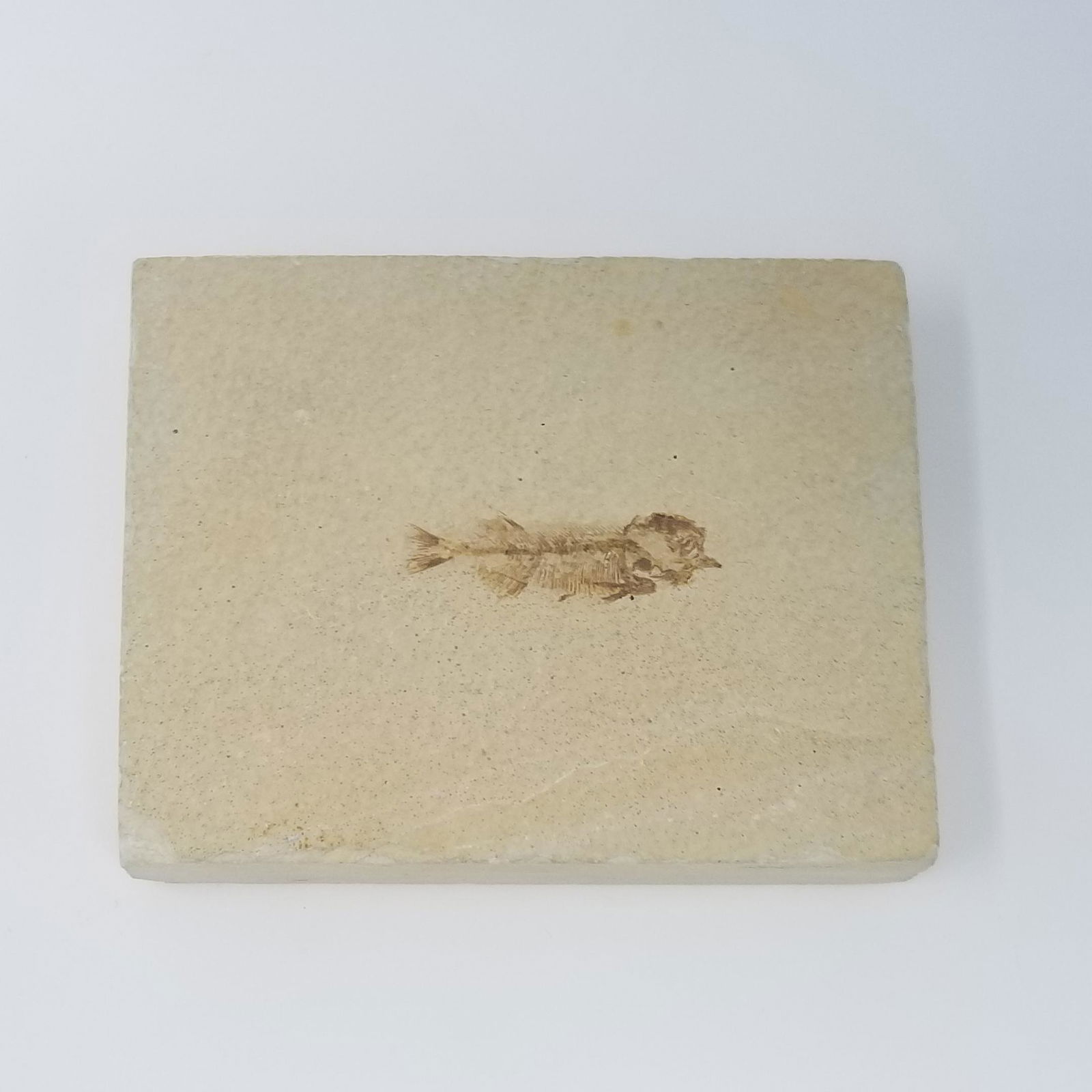 Ancient Fish Fossil (1 of 2)