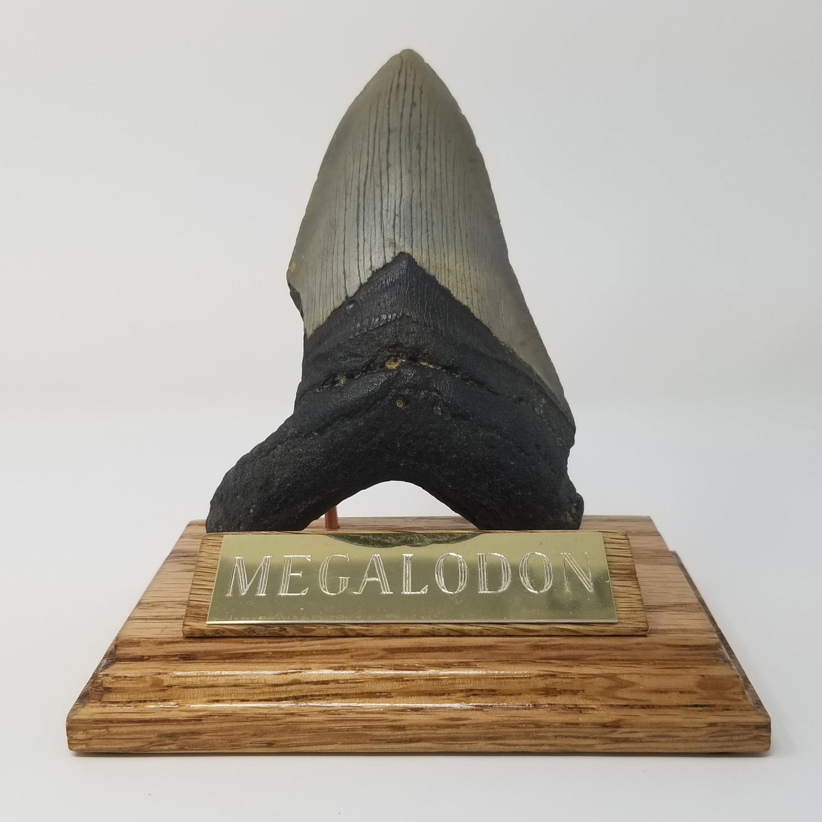 Megalodon Tooth - 4.8": Description: An unrepaired tooth from the megalodon shark, over 3.6 millions years old. Stand included. 4.82", with small chip Provenance: ex. North Carolina Diver, USA All purchases will be accompani