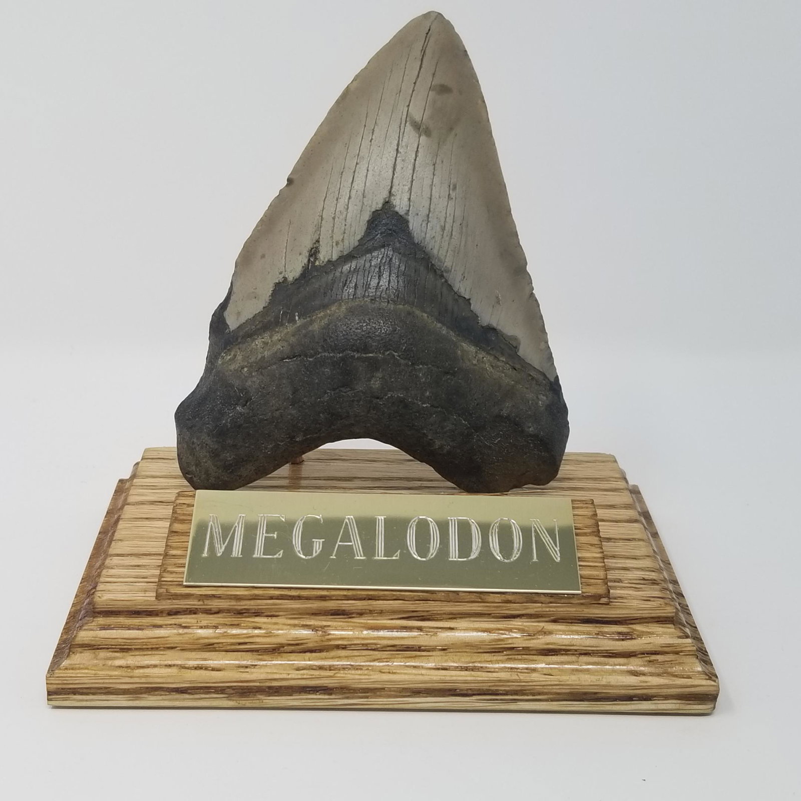 Megalodon Tooth - 4.56": Description: An unrepaired tooth from the megalodon shark, over 3.6 millions years old. Stand included. 4.56", with small chip Provenance: ex. North Carolina Diver, USA All purchases will be accompani