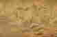 item-119345832=5